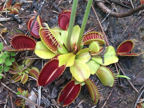 plant low to the ground with clluster of green leaves leading to deep red leaves at the edge that close to trap insects.