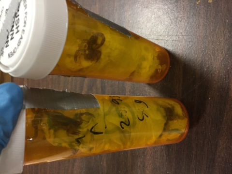 scorpions in bottles