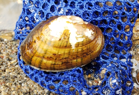 Hamiota altilis mussel on collection bag from the Conasauga River, TN