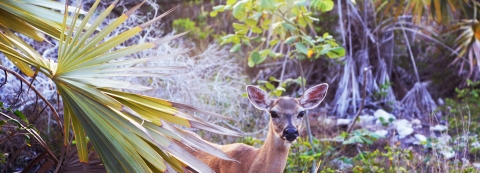 A Key deer looks around vegetation on Big Pine Key Florida.