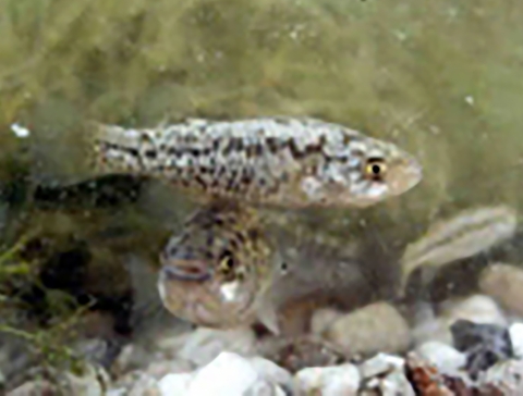 Small fish in the wild