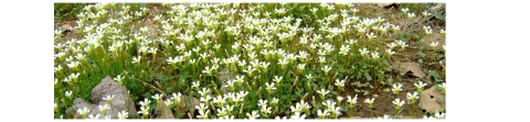 A field of Kentucky glade cress