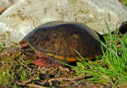 A round-shelled turtle in grass. The turtle is hiding in it's shell