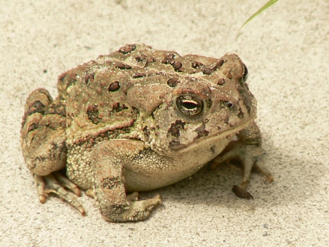 A tan colored toad with brown spots standing on sand