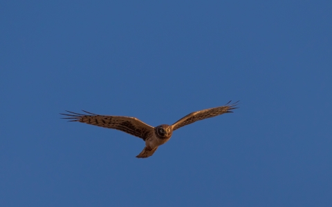 A light and dark brown bird of prey soaring in the blue sky