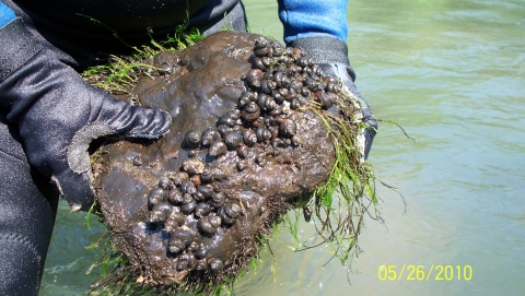 Person in wet suit holding a large rock that is partially covered in Tulotoma snails on the bottom side. Moss is growing on the top side of the rock. 