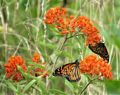 Two monarch butterflies on butterfly weed