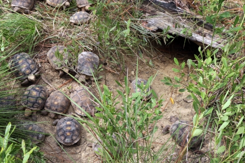 12 small gopher tortoises are in sandy area with sparse vegetation. There is a burrow opening nearby.