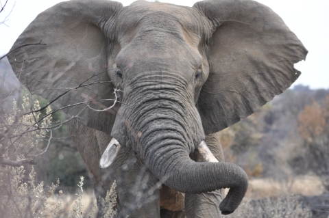 closeup view face to face with an adult African elephant showing one broken off tusk.