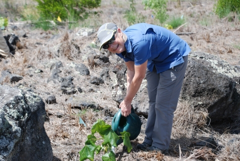 In this photo taken in Hawai’i in 2017, Heather Hollis took a field trip to plant native plants at the restoration site.