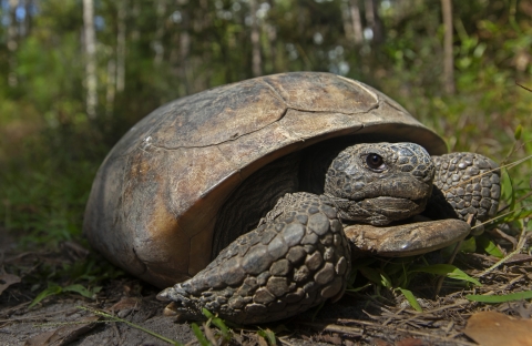 gopher tortoise crawling across forest floor