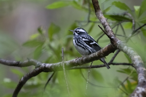 A black and white striped bird with black beak standing on a deciduous tree branch