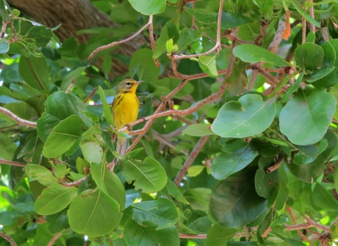 A yellow-breasted bird with grey cap and black stripes at the top of it's wings on a tree branch