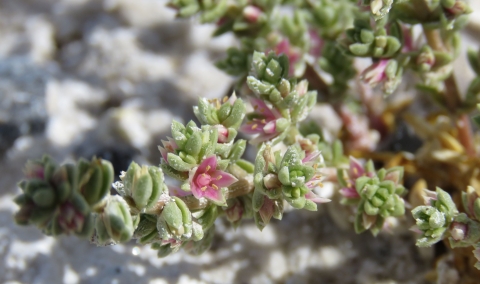 Green plant with pink flower