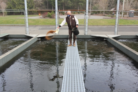 Quinault National Fish Hatchery fish culturist, Ed Lemieux, feeding salmon.