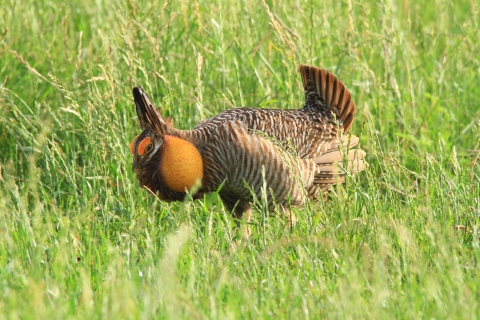 A plump barred prairie-chicken raises his tail feathers and struts in the short grass.