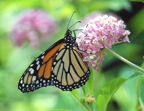 Monarch butterfly on swamp milkweed
