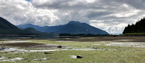 Bright green eelgrass beds line the shore of a coastal beach.