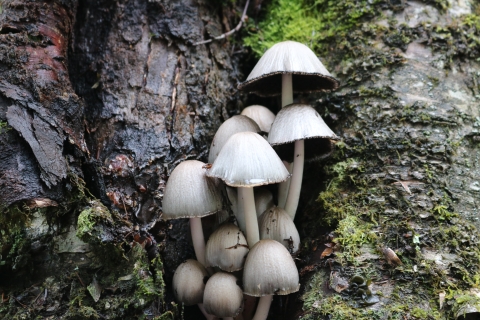 White capped mushrooms with a dark underside on a thin white stalk growing in a tree crevice