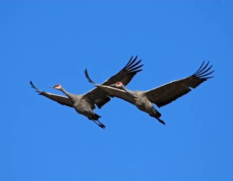 Two large gray birds with red heads and wings outstretched in flight against a blue sky