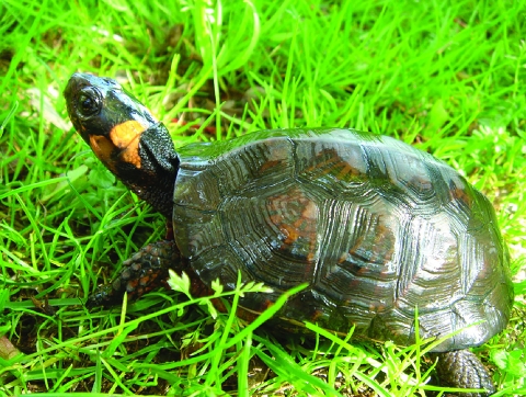 A bog turtle in grass