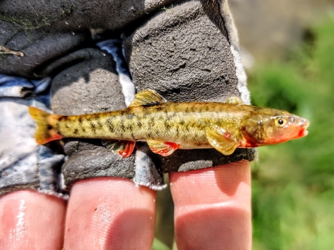 Loach Minnow
