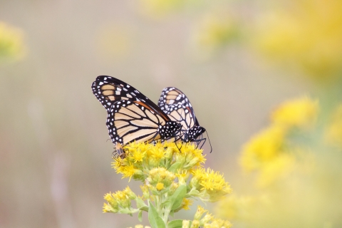Close-up of two black and orange butterflies on a yellow flower. 
