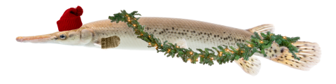 Alligator gar fish is decorated with garland and red hat