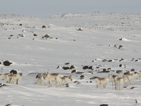 caribou in snowy landscape