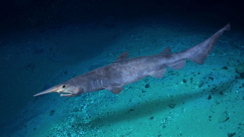 long shark in dark water with a pointy snout