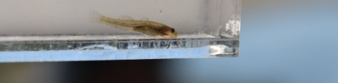 A small fish inside a glass container filled with water