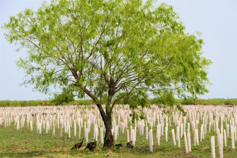 A flock of Rio Grande wild turkey roam near newly-planted thornscrub seedlings at a Service-managed conservation easement on the Yturria Ranch in Willacy County, Texas