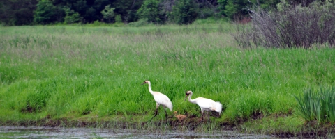 two large white birds with field of green grass behind them