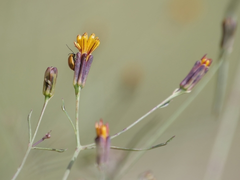 A small orange beetle crawls on the purple bud of a small orange petaled flower. Several buds are in frame; they sit on thin green stalks.