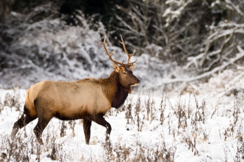 A stately Roosevelt elk in the snow