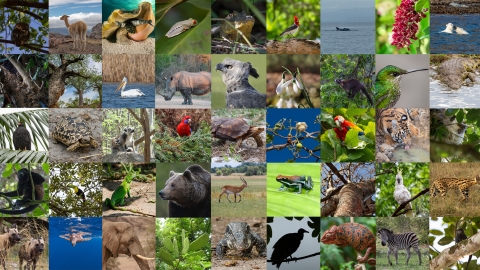 Colorful collage of species that includes zebras, red parrots, rhinos, lizards, sea turtles underwater, polar bears swimming, and more