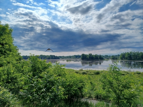 A picture of Ringneck Marsh in the summer featuring a cloudy/sunny sky, water, green trees and shrubs, with a swallow in flight