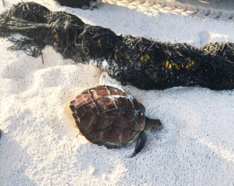 A green sea turtle sits in the sand next to a net
