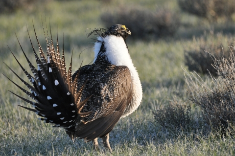 An image of a brown bird with a white chest and neck standing in low grassland and sage habitat.