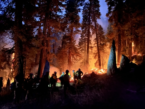 silhouettes of people before forest fire 