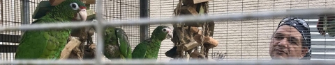 Jafet Velez, a Service biologist, checks in on Puerto Rican parrots in their cages within their aviary home. 
