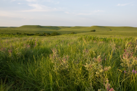 A rolling hills grassland ecosystem with native forbs and grasses