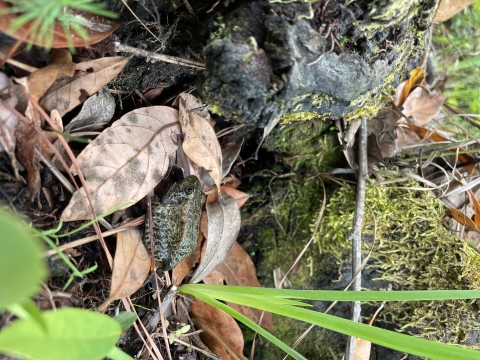 A green frog with dark green spots sitting on a dried leaf next to a sprout of grass on the forest floor.