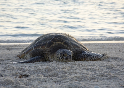 A green sea turtle bask along the beach. It is laying on the sand. 