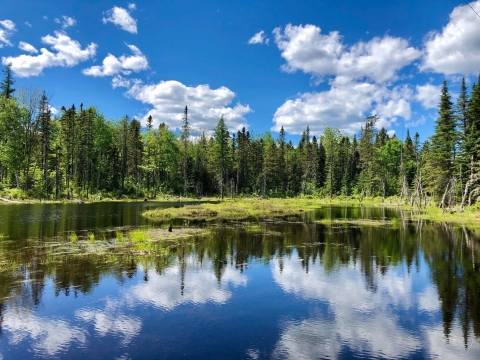 A green forest surrounds a large lake, under a blue sky