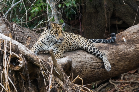 Image of big cat on log