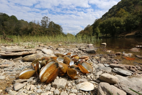 A pile of recently dead freshwater mussels collected by biologists from the Clinch River at Sycamore Island, Virginia. 