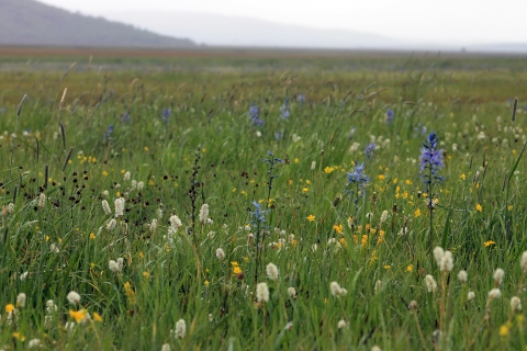 View of a prayer of wild flowers and a hill in the backdrop
