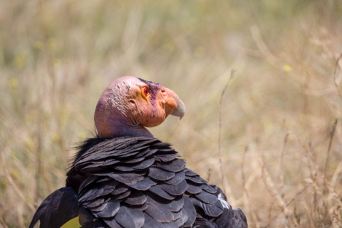 From behind, a California condor gazes to its left side.