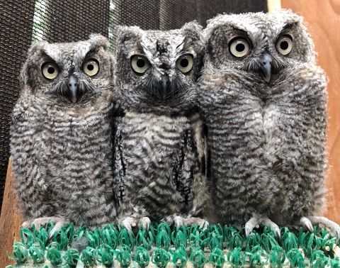 Three western screech owls huddled together at the Cascades Raptor Center in Lane County, Oregon